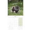 CALENDRIER chien 2027 SPITZ MARTIN SELLIER-DOGFRENCHTOUCH