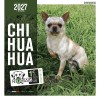 CALENDRIER chien 2027 CHIHUAHUA MARTIN SELLIER-DOGFRENCHTOUCH