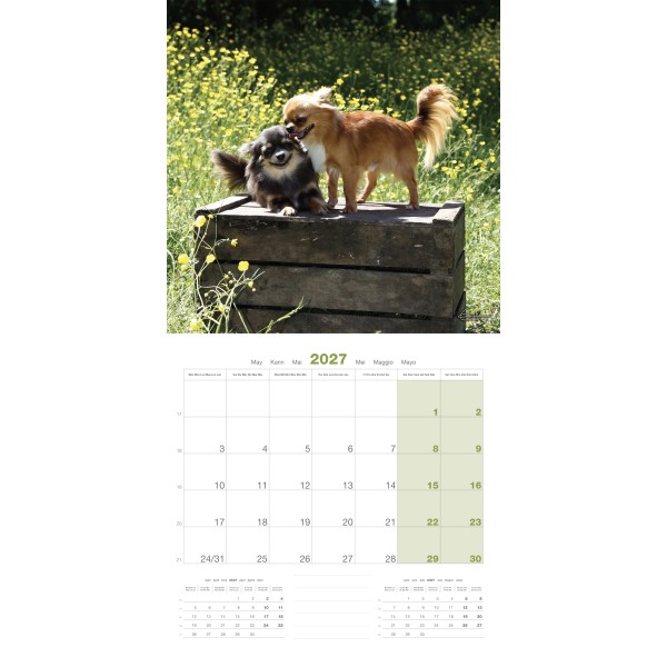 CALENDRIER chien 2027 CHIHUAHUA MARTIN SELLIER-DOGFRENCHTOUCH