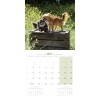 CALENDRIER chien 2027 CHIHUAHUA MARTIN SELLIER-DOGFRENCHTOUCH