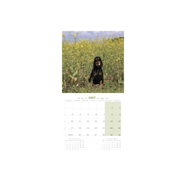 CALENDRIER chien 2027 COCKER MARTIN SELLIER-DOGFRENCHTOUCH