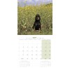 copy of Calendrier chien 2023-2024 Bouledogue français MARTIN SELLIER