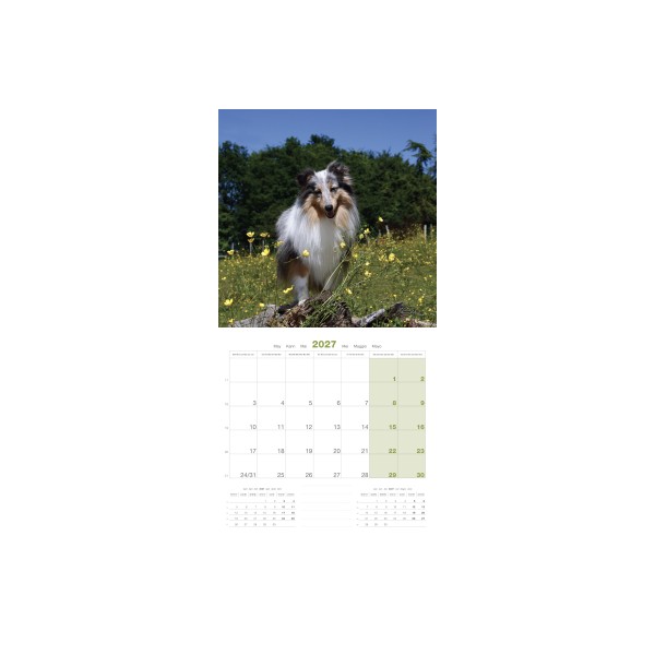 CALENDRIER chien 2027 SHETLAND MARTIN SELLIER-DOGFRENCHTOUCH