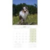 CALENDRIER chien 2027 SHETLAND MARTIN SELLIER-DOGFRENCHTOUCH