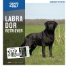 CALENDRIER chien 2027 LABRADOR MARTIN SELLIER-DOGFRENCHTOUCH