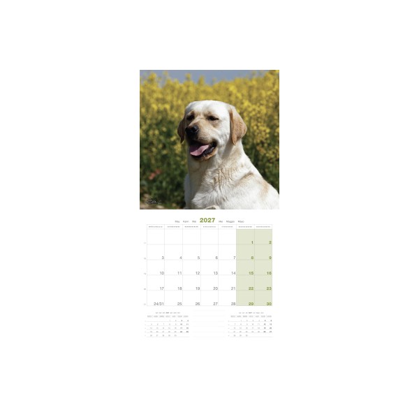 CALENDRIER chien 2027 LABRADOR MARTIN SELLIER-DOGFRENCHTOUCH