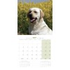 copy of Calendrier chien 2023-2024 Bouledogue français MARTIN SELLIER