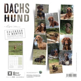 copy of Calendrier chien 2023-2024 Bouledogue français MARTIN SELLIER