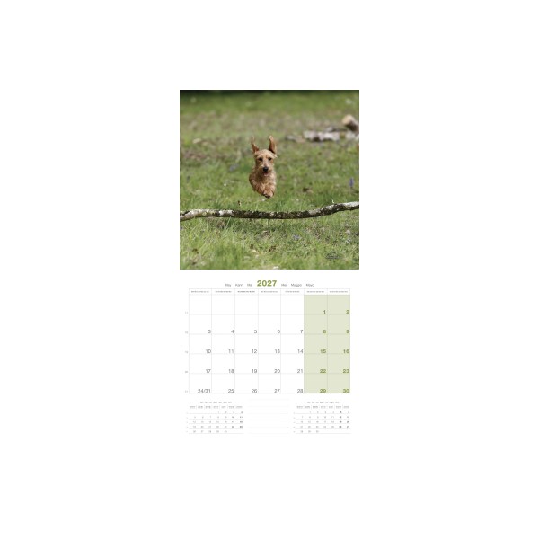 copy of Calendrier chien 2023-2024 Bouledogue français MARTIN SELLIER