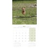 CALENDRIER chien 2027 TECKEL MARTIN SELLIER-DOGFRENCHTOUCH