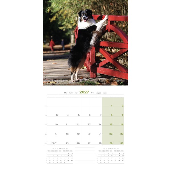 CALENDRIER chien 2027 BERGER AUSTRALIEN MARTIN SELLIER-DOGFRENCHTOUCH