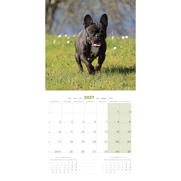 CALENDRIER chien 2027 BOULEDOGUE FRANCAIS MARTIN SELLIER-DOGFRENCHTOUCH