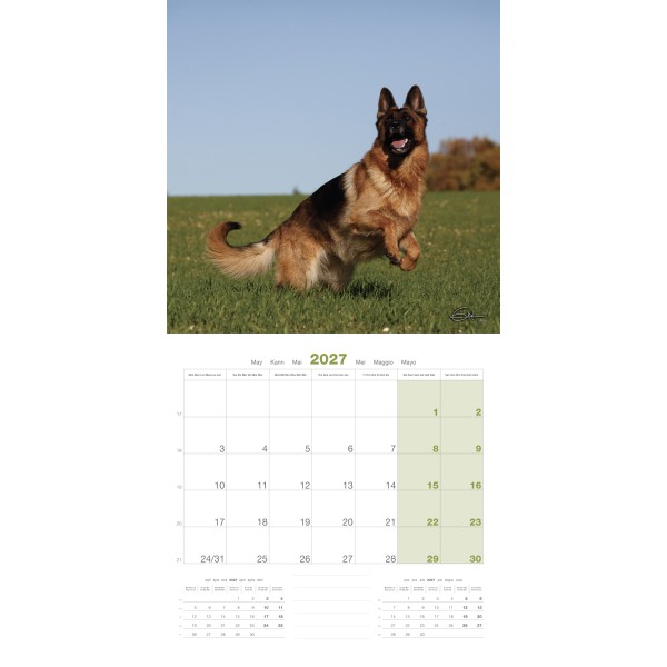 CALENDRIER chien 2027 BERGER ALLEMAND MARTIN SELLIER-DOGFRENCHTOUCH