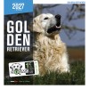 CALENDRIER chien 2027 GOLDEN RETRIEVER MARTIN SELLIER-DOGFRENCHTOUCH
