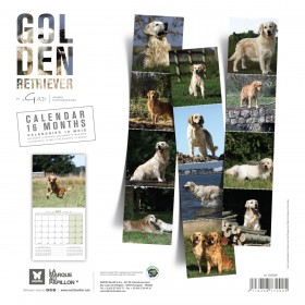 CALENDRIER chien 2027 GOLDEN RETRIEVER MARTIN SELLIER-DOGFRENCHTOUCH