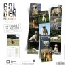 CALENDRIER chien 2027 GOLDEN RETRIEVER MARTIN SELLIER-DOGFRENCHTOUCH