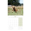 copy of Calendrier chien 2023-2024 Bouledogue français MARTIN SELLIER