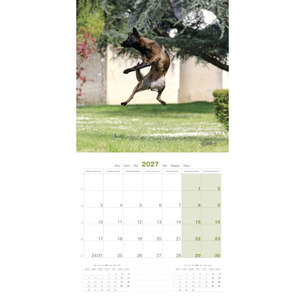 copy of Calendrier chien 2023-2024 Bouledogue français MARTIN SELLIER