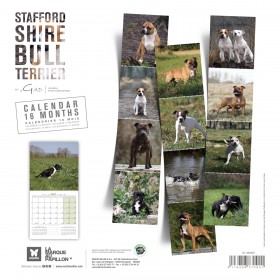 CALENDRIER chien 2027 STAFFORD SHIRE BULL TERRIER MARTIN SELLIER-DOGFRENCHTOUCH