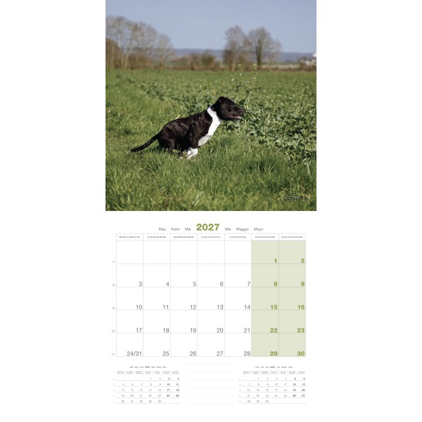 CALENDRIER chien 2027 STAFFORD SHIRE BULL TERRIER MARTIN SELLIER-DOGFRENCHTOUCH