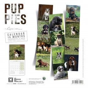 CALENDRIER chien 2027 CHIOTS MARTIN SELLIER-DOGFRENCHTOUCH