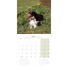 CALENDRIER chien 2027 CHIOTS MARTIN SELLIER-DOGFRENCHTOUCH