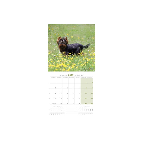 copy of Calendrier chien 2023-2024 Bouledogue français MARTIN SELLIER