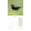 copy of Calendrier chien 2023-2024 Bouledogue français MARTIN SELLIER