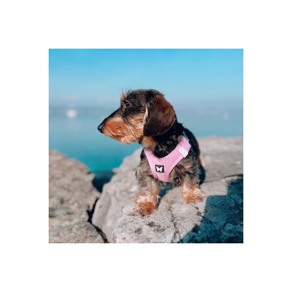 HARNAIS MESH pour chien ou chat couleur parme MARTIN SELLIER-DOGFRENCHTOUCH
