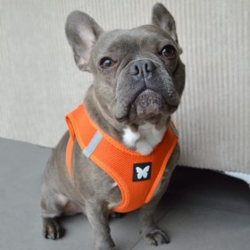 HARNAIS MESH pour chien couleur orange MARTIN SELLIER-DOGFRENCHTOUCH