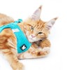HARNAIS MESH pour chien ou chat couleur turquoise MARTIN SELLIER-DOGFRENCHTOUCH