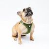 HARNAIS MESH pour chien ou chat couleur kaki MARTIN SELLIER-DOGFRENCHTOUCH