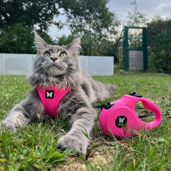 HARNAIS MESH pour chien ou chat couleur rose fluo MARTIN SELLIER-DOGFRENCHTOUCH