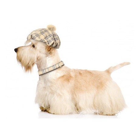 COLLIER CUIR DE VEAU pour chien couleur ECOSSAIS CAMON-DOGFRENCHTOUCH