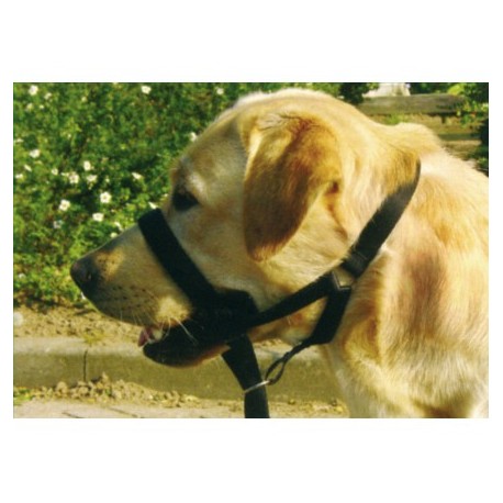 COLLIER HARNAIS DOG CONTROL pour chien BEEZTEES-DOGFRENCHTOUCH