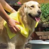 Serviette hyper absorbante pour animal BEEZTEES