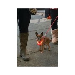 Collier lumineux rouge pour chien ou chat RED DINGO