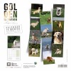 Calendrier chien 2023-2024 Golden Retriever MARTIN SELLIER