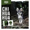 Calendrier chien 2023-2024 Chihuahua MARTIN SELLIER
