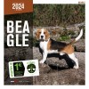 Calendrier chien 2023-2024 Beagle MARTIN SELLIER