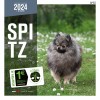 Calendrier chien 2023-2024 Spitz MARTIN SELLIER