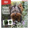 Calendrier chien 2023-2024 Yorkshire MARTIN SELLIER