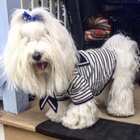 MARINIERE Normandie pour chien DOGFRENCHTOUCH-DOGFRENCHTOUCH