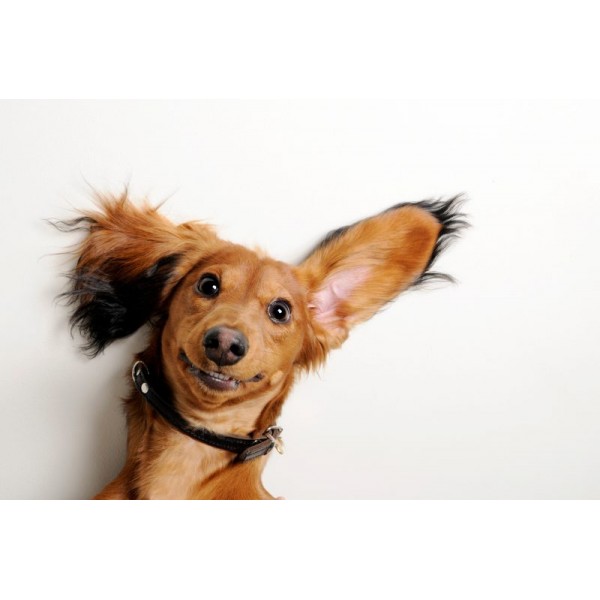 Lotion nettoyant oreilles pour chien EAR CLEANER BUGALUGS