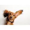 Lotion nettoyant oreilles pour chien EAR CLEANER BUGALUGS