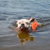 Gilet de sauvetage pour chien orange MARTIN SELLIER