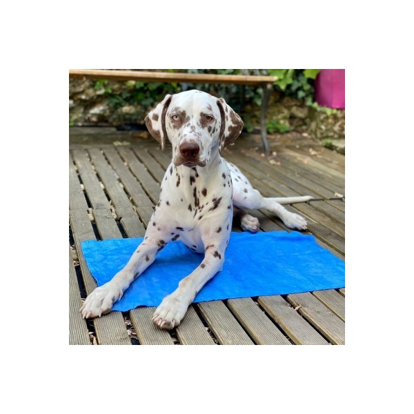 SERVIETTE ULTRA ABSORBANTE pour chien ou chat 40 x 60 cm HERY