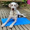 SERVIETTE ULTRA ABSORBANTE pour chien ou chat 40 x 60 cm HERY