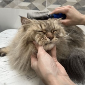 ETRILLE pour chien et chat TECHNIC HERY