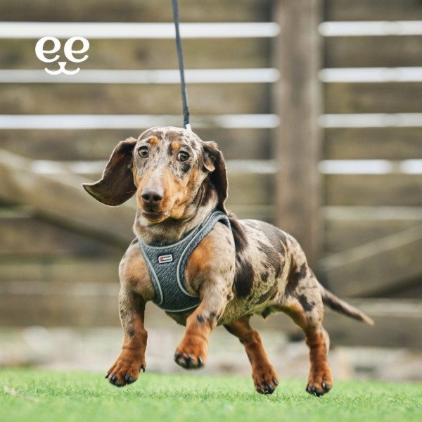 HARNAIS pour chien SHIVA couleur gris FREEDOG-DOGFRENCHTOUCH